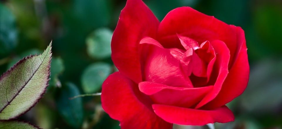 The wild rose